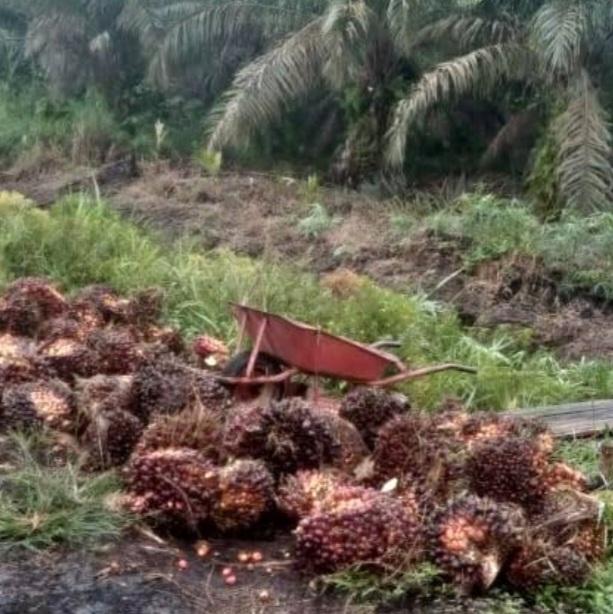 Harga Kelapa Sawit Mitra Plasma Periode Ini Turun Rp10,81 Per Kilogram