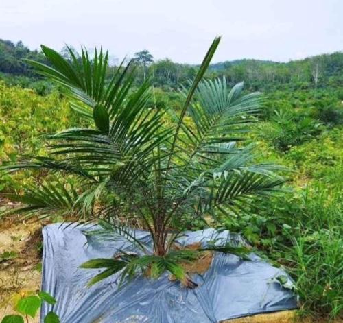 APKS Bengkulu Beri Akses Bibit Sawit Unggul ke Petani Biar Enggak Tertipu