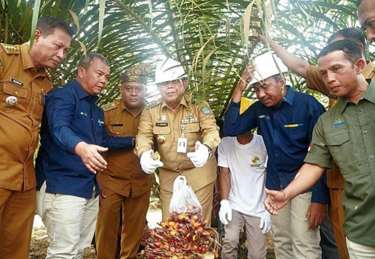 Panen Perdana Buah Sawit di Perkebunan Plasma KUD Wisma Tani