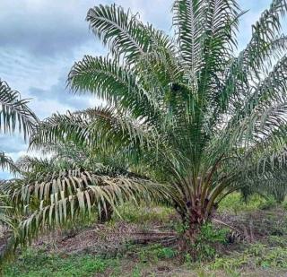 Kebun Perlu Diremajakan Seluas 76 Ribu Hektar di Kalsel, Ini Kata Apkasindo