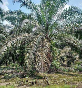 Tersebar di Enam Kabupaten, Ini Realisasi PSR di Riau