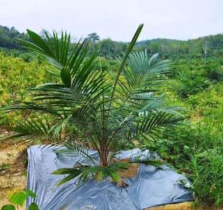 APKS Bengkulu Beri Akses Bibit Sawit Unggul ke Petani Biar Enggak Tertipu