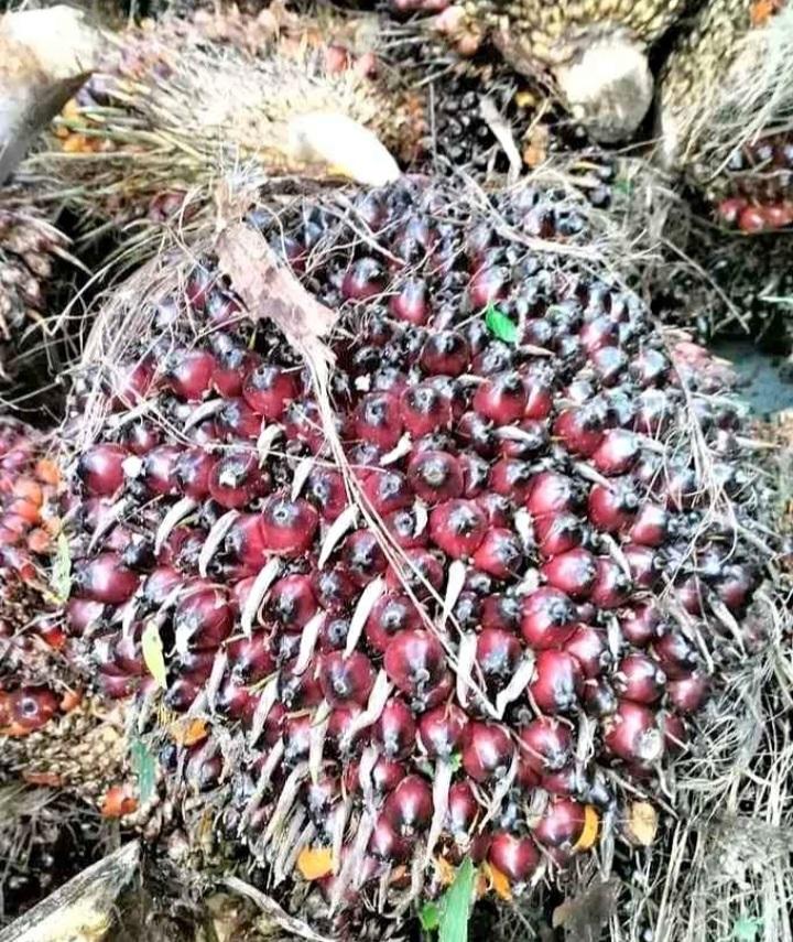 Disbun Riau Tetapkan Harga, TBS Sawit Perani Mitra Swadaya Naik 1,79 Persen