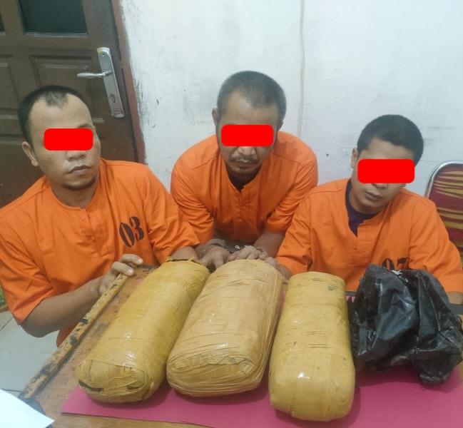 Komplotan Pengedar Ganja Diborgol, Polres Pelalawan Temukan BB di Kebun Sawit