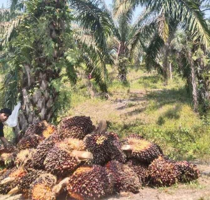 Meski Tipis, Harga Kelapa Sawit Riau Mitra Plasma Naik Rp6,65 Per Kilogram