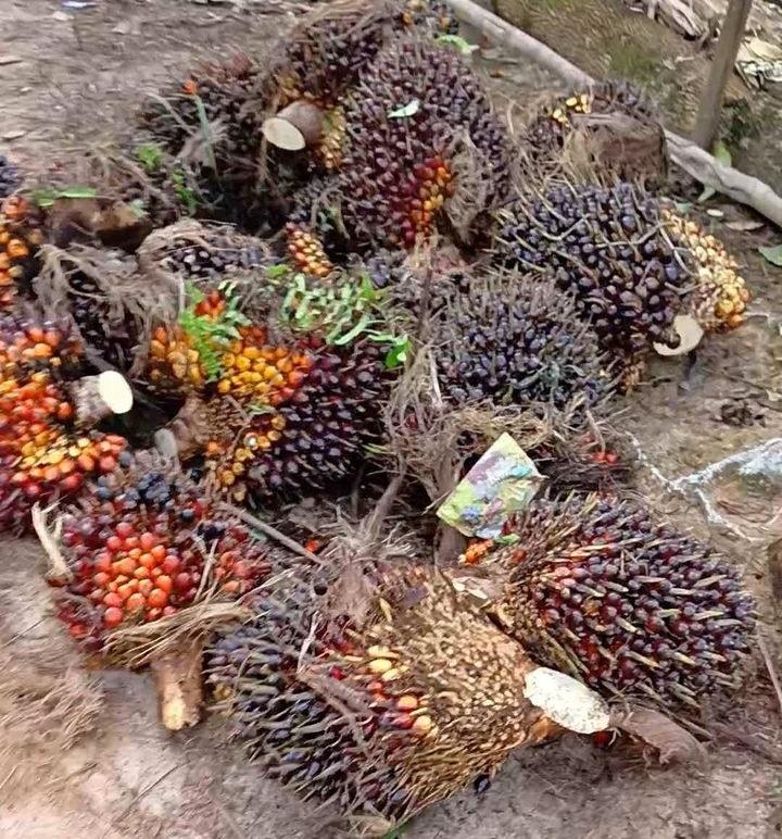 TBS Sawit Petani Mitra Swadaya Naik Dibeli Rp2.571,94 Per Kilogram di Riau