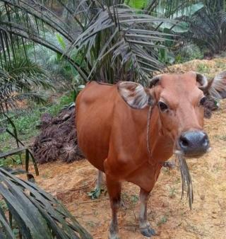 Dinas PKH Bengkulu Sebut Integrasi Sawit-Sapi Bikin Petani Makmur