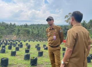 Siapkan 50 Ribu Bibit Unggul, Disbun Kaltim Dorong Produktivitas Kebun Rakyat