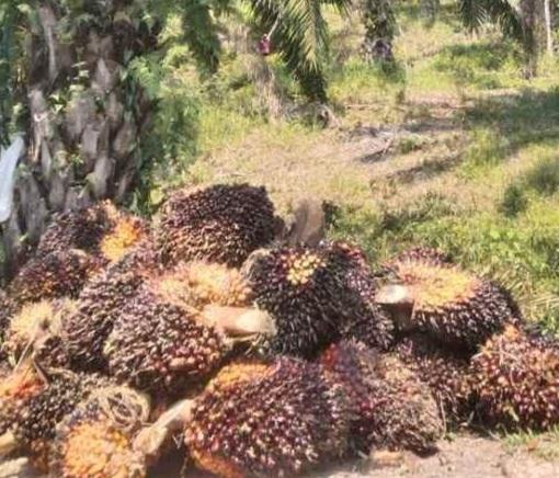 Pekebun Cemas di Kalteng Ulah Penjarahan TBS Sawit 