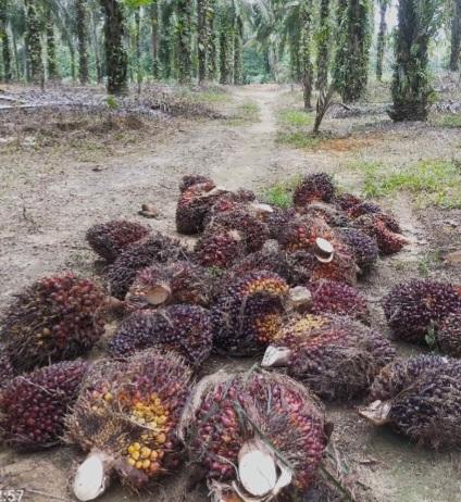 Harga Sawit Menukik di Sumut Dibeli Rp2.508,36 Per Kilogram, Kok Bisa!