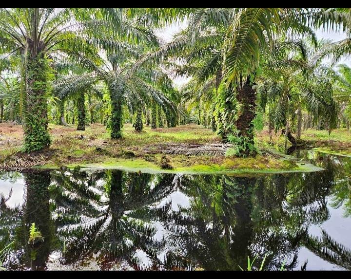 Wagub Bengkulu Prihatin Produktivitas Sawit Rakyat Rendah Bikin Hilirisasi Rendah