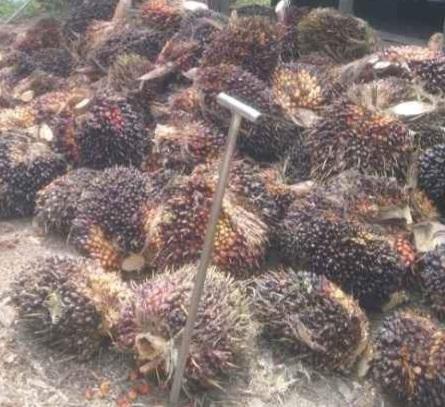 Turun Lagi, Harga TBS Sawit Petani Mitra Swadaya di Riau Dibeli Rp 2.463,72 Per Kilogram