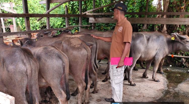 Disbunak Salurkan Bantuan 128 Ekor Hewan Ternak ke 11 Poktan