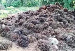 Heboh! TBS Sawit Busuk di Lahan Seluas 800 Ha Mangkrak di Solsel