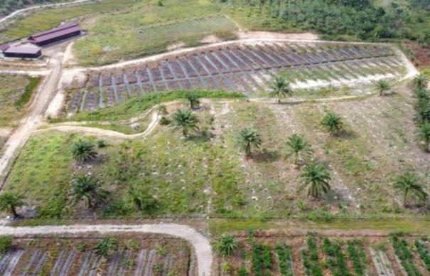 BRIN dan Kopontren Kembangkan Jeruk di Lahan Gambut Manfaatkan Limbah Tangkos