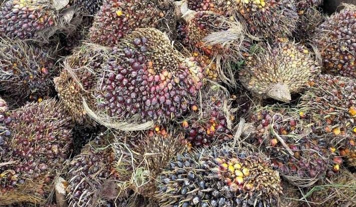 Harga TBS Sawit Petani Swadaya Periode Ini Naik di Sumatera Utara