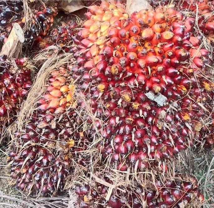 Lelang CPO Dongkrak Harga TBS Sawit di Sumut Dibeli Rp2.533,13 Per Kilogram