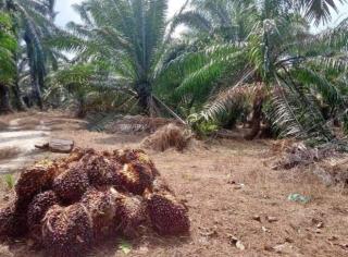 KLHK Lepas Seluas 5 Juta Hektar Kawasan Hutan, Termasuk Lahan Sawitkah!