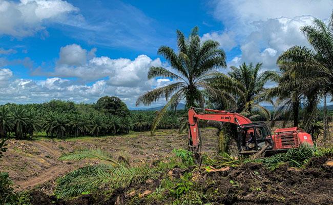 Harga TBS Sawit Mitra Swadaya di Riau Ditetapkan Turun, Segini Perkilonya 