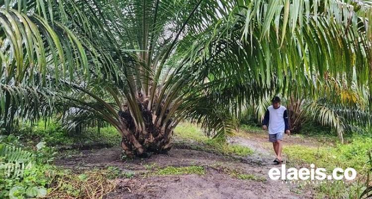 Harga TBS Turun 13,4 Persen Sepanjang 2023