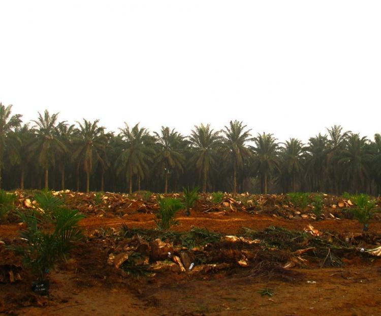 Kebun Kelapa Sawit Sudah Direplanting Seluas 24.444 Hektar di Riau