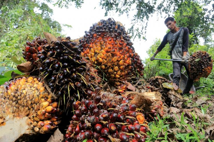 Harga TBS Mitra Swadaya di Riau Naik 1,15 Persen