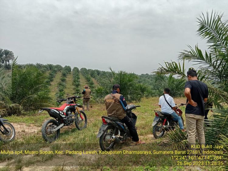 Sudah 604 Hektar Kebun Sawit KUD Bukit Jaya Direplanting dengan Program PSR