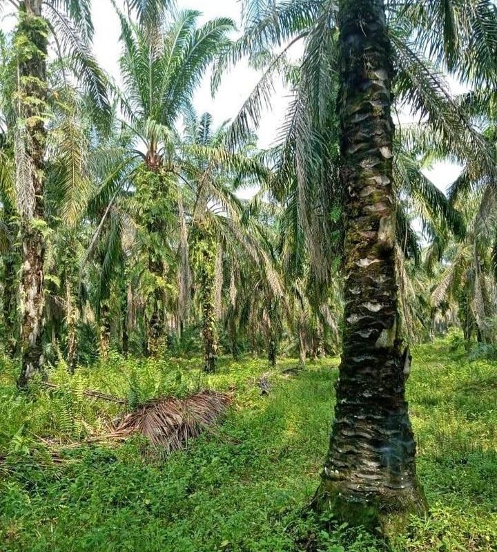 Dana Replanting Diterima Empat Poktan di Mukomuko