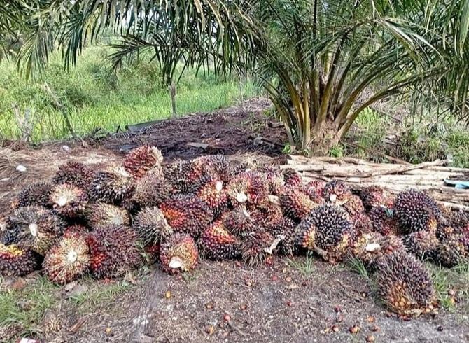 CPO Naik Ungkit Harga TBS Sawit dan Inti Sawit di Jambi Hingga Awal Februari 2024