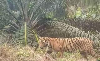 Harimau Nongol di Kebun Sawit Warga Inhu, Begini Kata BBKSDA Riau