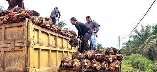 Bursa CPO Belum Beri Dampak Positif untuk Petani Sawit