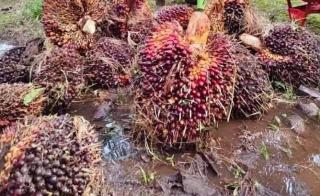 TBS Sawit Periode I 2024 Dibandrol Rp2.370,62 Per Kilogram di Kalbar