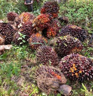 Sejalan RPJMN, Ini Potensi Biomassa di Kalimantan Timur