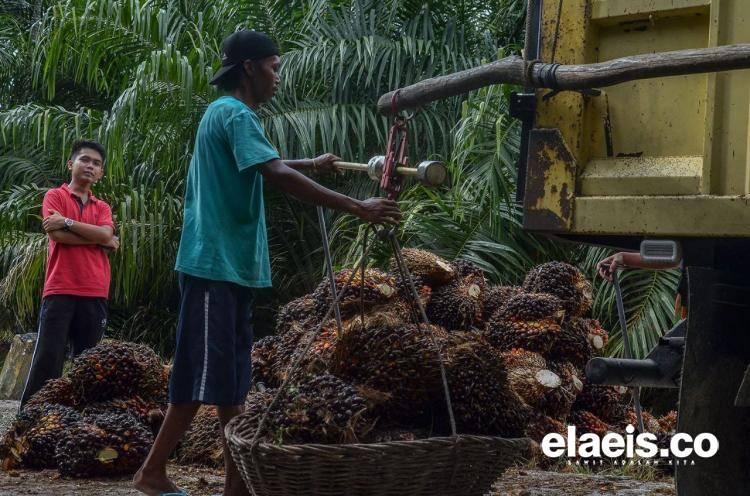 Siap-siap, Agustus Diprediksi Jadi Puncak Penurunan Produksi Sawit