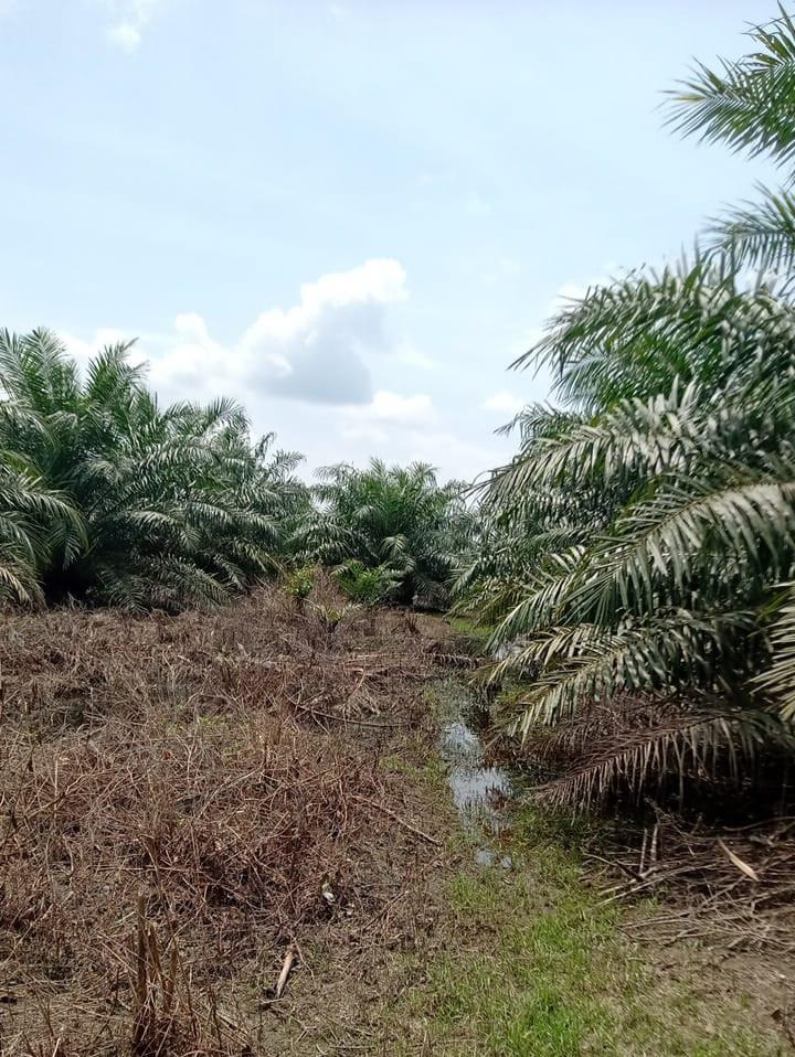 Mendorong Pengembangan Tata Kelola Sawit Makin Baik di Luwu Timur