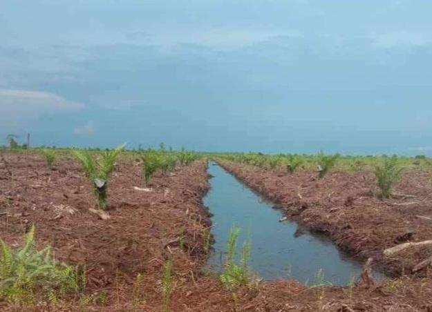 Penetapan Harga TBS Sawit Sudah Dijalur Benar di Kalteng