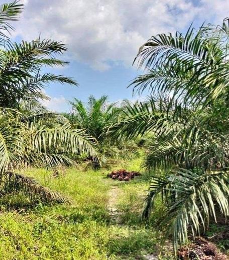 Pembaruan Luas Perkebunan Sawit Kelar di Riau Tak Ada Jaminan DBH Bertambah