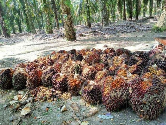 Harga CPO Turun Tapi Harga TBS Sawit Mitra Swadaya Naik Periode Kedepan