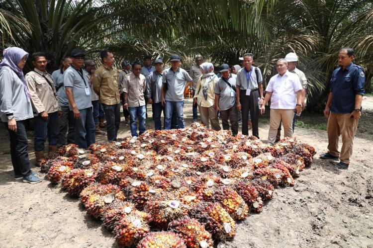 Petani Kalbar Pelajari Strategi Percepatan PSR Sawit Riau