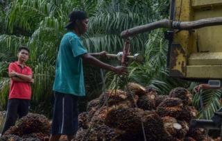 Harga TBS Disbun Naik, Tapi di Petani Kok Gak Berubah?