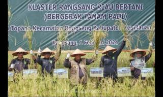 Gubri dan Plt Bupati Kepulauan Meranti Panen Raya Padi Gapoktan Desa Topang