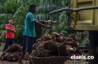 Sawit Masih Berkontribusi untuk Kenaikan NTP Riau Januari 2024, Begini Penjelasan BPS