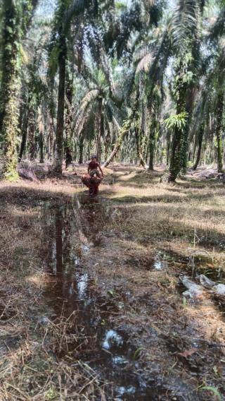 Trek Parah, di Kampar 2 Hektar Kebun Sawit Cuma Dapat 4 Kwintal