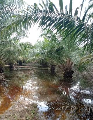 Pasca Banjir Besar Produksi Kebun Sawit Petani Swadaya Turun Drastis di Bonai