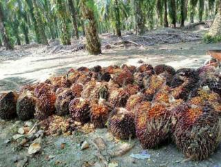 Harga CPO Turun Tapi Harga TBS Sawit Mitra Swadaya Naik Periode Kedepan