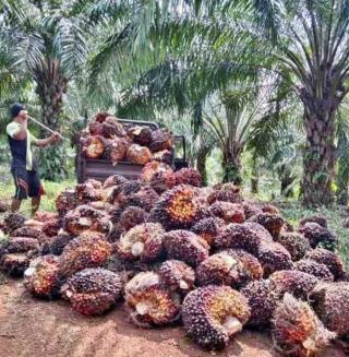 Petani Swadaya di Barat Duri Sumringah Harga TBS Sawit Dibeli Rp2000 Per Kilogram