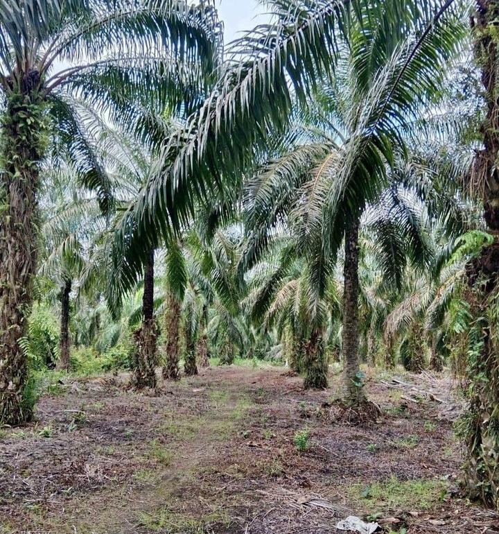 Kolaborasi Kementan dan KLHK Atasi ISPO Sawit Terkendala Kawasan Hutan