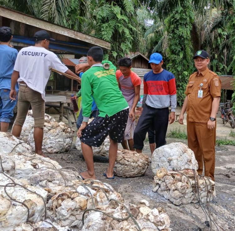 UPPB Diluncurkan Bupati Bengkalis Dua Tahun, M Azmir: Harga Karet Meningkat Signifikan