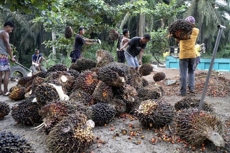 31,75 Persen Lapangan Kerja di Riau di Sektor Pertanian