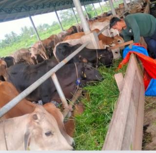 Ada Stok 100 Ekor Sapi Kurban, Dirut BUMD PT BM: Kita Sediakan Jangan Khawatir